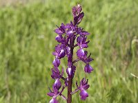 Anacamptis laxiflora 26, IJle Anacamptis, Saxifraga-Jan van der Straaten