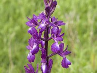 Anacamptis laxiflora 27, IJle Anacamptis, Saxifraga-Jan van der Straaten