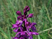 Anacamptis laxiflora 28, IJle Anacamptis, Saxifraga-Jeroen Willemsen