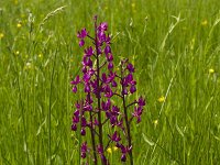 Anacamptis laxiflora 29, IJle Anacamptis, Saxifraga-Jan Nijendijk