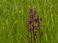 Anacamptis laxiflora 30, IJle Anacamptis, Saxifraga-Jan Nijendijk