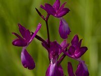 Anacamptis laxiflora 31, IJle Anacamptis, Saxifraga-Jan Nijendijk