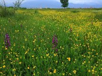 Anacamptis laxiflora 32, IJle Anacamptis, Saxifraga-Hans Boll