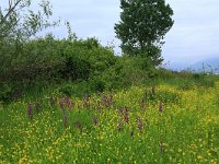 Anacamptis laxiflora 33, IJle Anacamptis, Saxifraga-Hans Boll