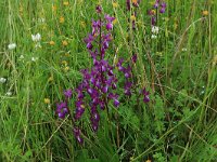 Anacamptis laxiflora 34, IJle Anacamptis, Saxifraga-Hans Boll