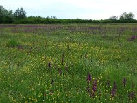 Anacamptis laxiflora 35, IJle Anacamptis, Saxifraga-Hans Boll