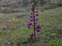 Anacamptis laxiflora 38, IJle Anacamptis, Saxifraga-Peter Meininger