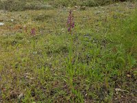 Anacamptis laxiflora 39, IJle Anacamptis, Saxifraga-Peter Meininger