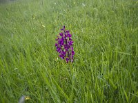 Anacamptis laxiflora 40, IJle Anacamptis, Saxifraga-Jan Nijendijk