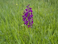 Anacamptis laxiflora 41, IJle Anacamptis, Saxifraga-Jan Nijendijk