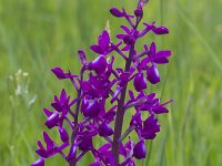 Anacamptis laxiflora 42, IJle Anacamptis, Saxifraga-Jan Nijendijk