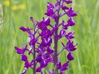 Anacamptis laxiflora 43, IJle Anacamptis, Saxifraga-Jan Nijendijk