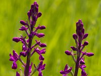 Anacamptis laxiflora 45, IJle Anacamptis, Saxifraga-Jan Nijendijk