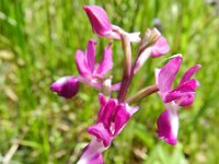 Anacamptis laxiflora 46, IJle Anacamptis, Saxifraga-Rutger Barendse