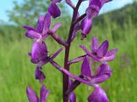 Anacamptis laxiflora 48, IJle Anacamptis, Saxifraga-Ed Stikvoort