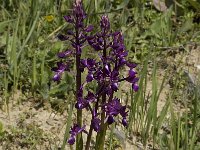 Anacamptis laxiflora 5, IJle Anacamptis, Saxifraga-Willem van Kruijsbergen