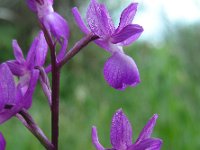 Anacamptis laxiflora 50, IJle Anacamptis, Saxifraga-Ed Stikvoort