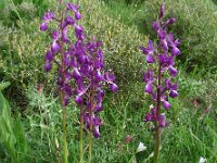 Anacamptis laxiflora 51, IJle Anacamptis, Saxifraga-Ed Stikvoort