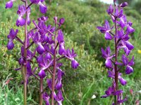 Anacamptis laxiflora 52, IJle Anacamptis, Saxifraga-Ed Stikvoort