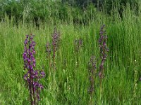 Anacamptis laxiflora 53, IJle Anacamptis, Saxifraga-Ed Stikvoort