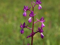 Anacamptis laxiflora 54, IJle Anacamptis, Saxifraga-Hans Dekker