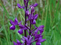 Anacamptis laxiflora 55, IJle Anacamptis, Saxifraga-Harry Jans