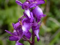 Anacamptis laxiflora 56, IJle Anacamptis, Saxifraga-Harry Jans