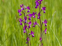 Anacamptis laxiflora 57, IJle Anacamptis, Saxifraga-Jan Nijendijk