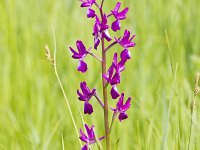 Anacamptis laxiflora 58, IJle Anacamptis, Saxifraga-Jan Nijendijk