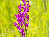 Anacamptis laxiflora 59, IJle Anacamptis, Saxifraga-Jan Nijendijk