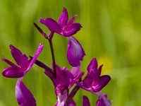 Anacamptis laxiflora 60, IJle Anacamptis, Saxifraga-Jan Nijendijk