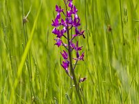 Anacamptis laxiflora 61, IJle Anacamptis, Saxifraga-Jan Nijendijk