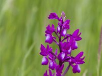 Anacamptis laxiflora 62, IJle Anacamptis, Saxifraga-Jan Nijendijk