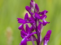 Anacamptis laxiflora 63, IJle Anacamptis, Saxifraga-Jan Nijendijk