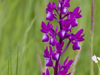 Anacamptis laxiflora 64, IJle Anacamptis, Saxifraga-Jan Nijendijk