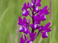 Anacamptis laxiflora 65, IJle Anacamptis, Saxifraga-Jan Nijendijk