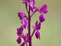 Anacamptis laxiflora 66, IJle moerasAnacamptis, Saxifraga-Tom Heijnen