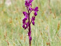 Anacamptis laxiflora 67, IJle moerasAnacamptis, Saxifraga-Tom Heijnen