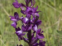 Anacamptis laxiflora 7, IJle Anacamptis, Saxifraga-Willem van Kruijsbergen