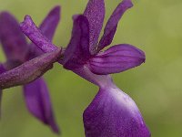 Anacamptis laxiflora 8, IJle Anacamptis, Saxifraga-Willem van Kruijsbergen