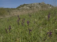 Anacamptis laxiflora 9, IJle Anacamptis, Saxifraga-Willem van Kruijsbergen