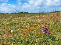 Anacamptis morio 143, habitat, Harlekijjn, Saxifraga-Mark Zekhuis