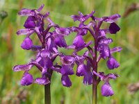 Anacamptis morio 145, Harlekijjn, Saxifraga-Mark Zekhuis