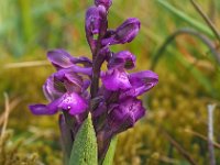 Anacamptis morio 146, Harlekijjn, Saxifraga-Mark Zekhuis