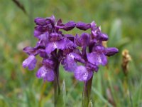 Anacamptis morio 148, Harlekijjn, Saxifraga-Mark Zekhuis