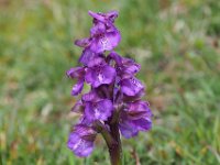 Anacamptis morio 149, Harlekijjn, Saxifraga-Mark Zekhuis