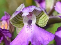 Anacamptis morio 153, Harlekijn, Saxifraga-Sonja Bouwman  855. Harlekijn - Anacamptis morio - Orchidaceae familie (i) Brouwersdam (Ouddorp)