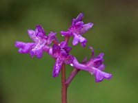 Anacamptis morio albanica 138, Saxifraga-Hans Dekker