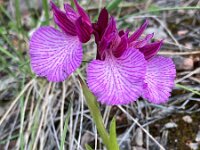 Anacamptis papilionacea 128, Saxifraga-Kees Marijnissen