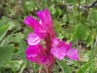 Anacamptis papilionacea 130, Saxifraga-Kees Marijnissen